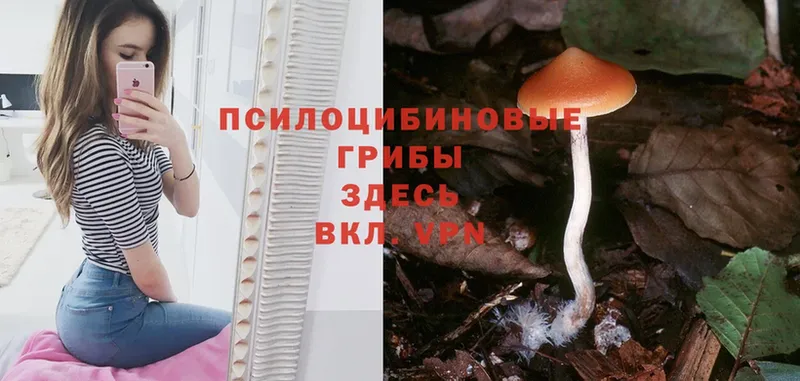 сколько стоит  Бабушкин  Галлюциногенные грибы Psilocybe 